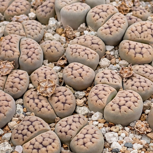 Lithops schwantesii seeds - lithops,