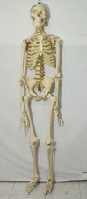 Scheletro anatomico- Resina, articolazioni mobili, Modello didattico o da studio