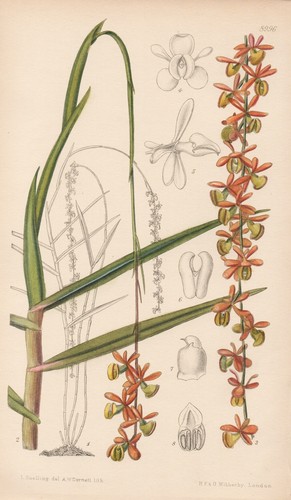 Epidendrum cristobalense - epidendrum,