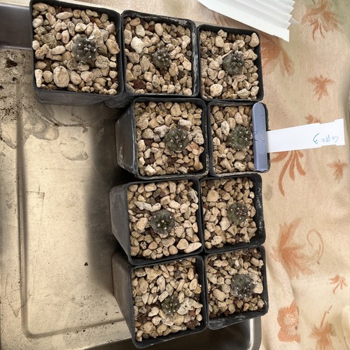 Copiapoa cinerea mont - cinerea, perales