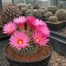 Notocactus gutierrezii SEEDS -