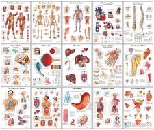 Poster anatomici umani - ,