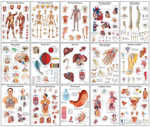 Poster anatomici umani - ,