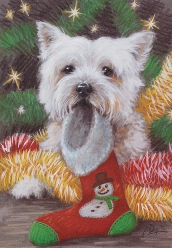 West highland westie - highland,