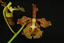 Orchidea Vanda roeblingiana