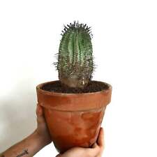 Euphorbia horrida SPINE MARRONI - Barile di latte africano | Barile di latte cadente