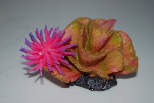Acquario corallo anemone - +,