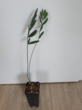 Encephalartos dyerianus, 1 pianta 