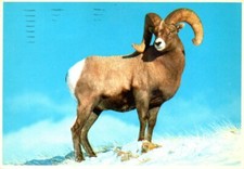 1985 - BIG HORN SHEEP - MOUNTAIN EST - USA  - CARTOLINA SPEDITA 