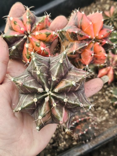 Gymnocalycium variegated pack