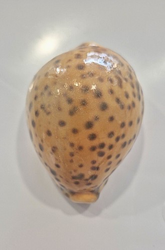 Cyprea tigris incana - cyprea,