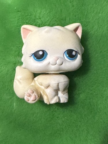 Nuovo gatto persiano - nuovo,