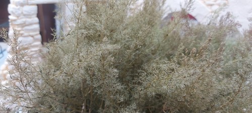 Teloxis aristata professionale - teloxis,