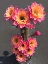 Piante succulente cactus - piante,