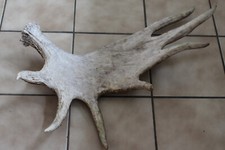 CORNA DI ALCE SVEDESE