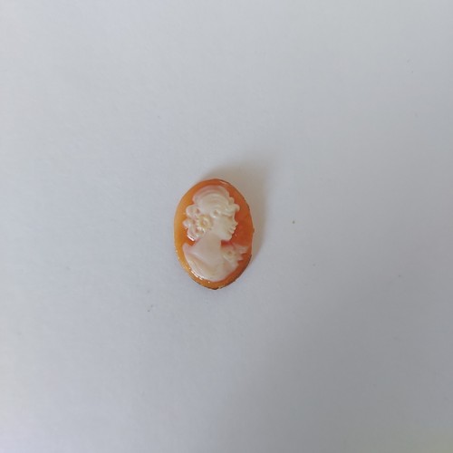 Cammei camei cameo - cameo, conchiglia