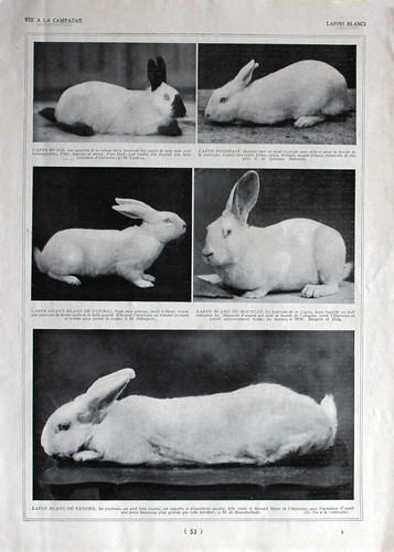 Lapins blancs - , /
