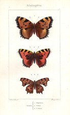 Farfalle Vanessa stampa antica