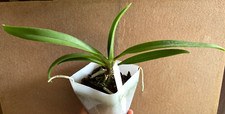 Vanda Orchid Vandachostylis