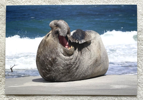 Cartolina tricheco foca - 1,