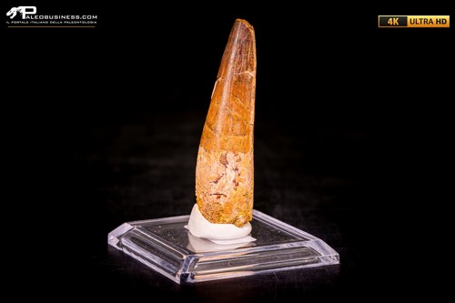 Dente spinosaurus - dente,