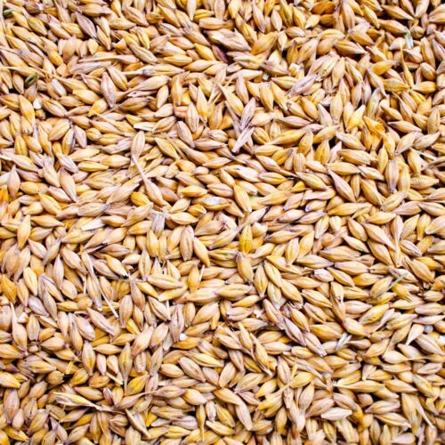 Orzo natura mangime per - mangime,