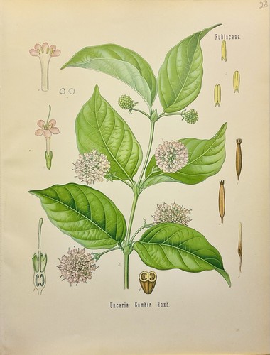 Uncaria gambir 1886 botanica - 1886,