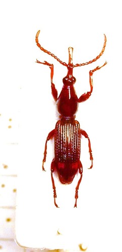 Brentidae brentinae - brentidae,,