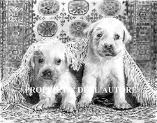 LABRADOR GOLDEN RETRIVER (Cuccioli) Disegno Originale Matita Grafite 24x33 cm 