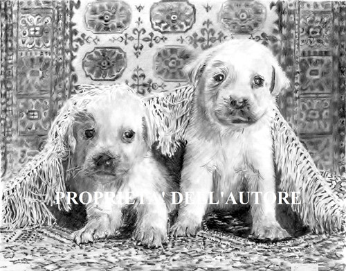Labrador golden retriver - golden,