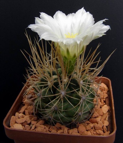 Thelocactus bicolore vzd 492 - vzd,