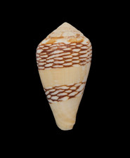 Conchiglia shell conus - conchiglia,