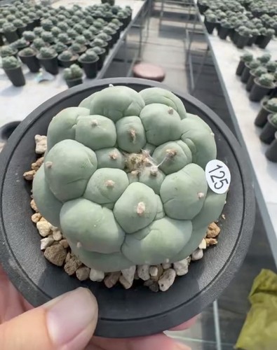 Vendita raro cactus - cm,