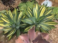 80002289 Agave Attenuata