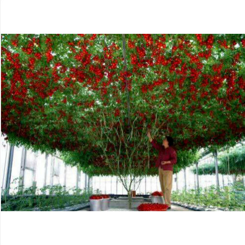 Tomato giant tree albero - tomato,