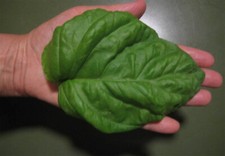 BASILICO GIGANTE - GIANT BASIL, 50 SEMI + OMAGGIO