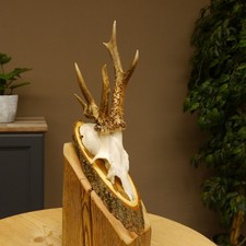 Capriolo Grandi Cervi Bock