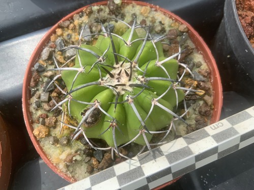 334 discocactus alteolens - 334,