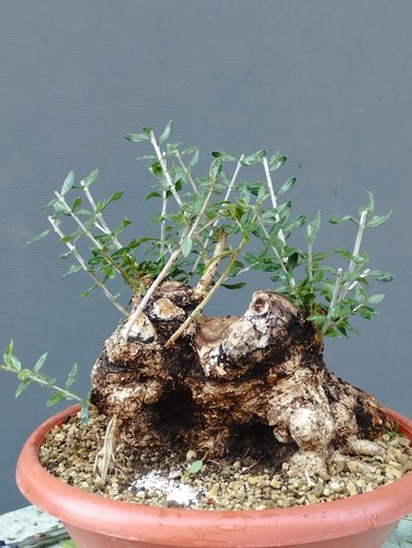 Bonsai olivastro 30x20cm - olivastro,