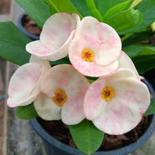 Corona di Spine Cotone Candy