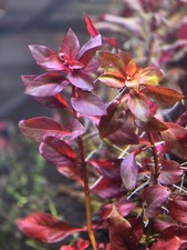 Ammania Gracilis - Live