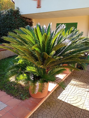 Cycas revoluta varie altezze - cycas,