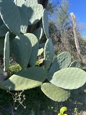 9 Pale di Fico d’India Fresche per Tartarughe e Rettili Erbivori. Circa 5 Kg.