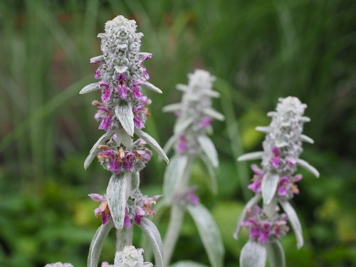 Semi stachys - 10, semi🪻stachys