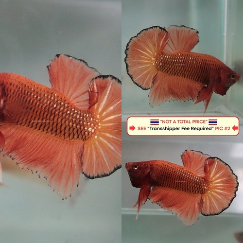 Pesce betta vivo - pesce, (thailandia)
