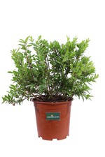 Pianta di Mirto Comune Myrtus Communis cespuglio con bacche vero ornamentale
