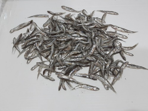 Salted emerald shiner minnows - emerald,