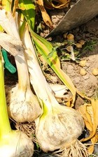 TESTE DI AGLIONE DA SEME PER