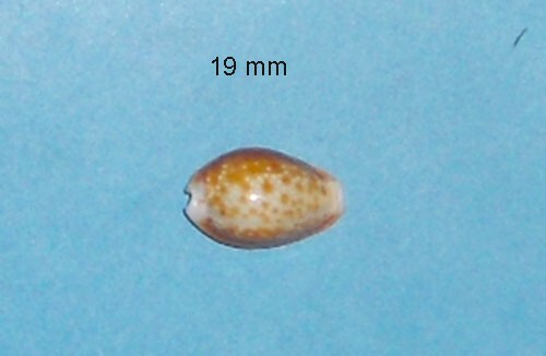 Cypraea helvola bellatrix - cypraea,