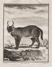 Incisione Di Gatto Caracal